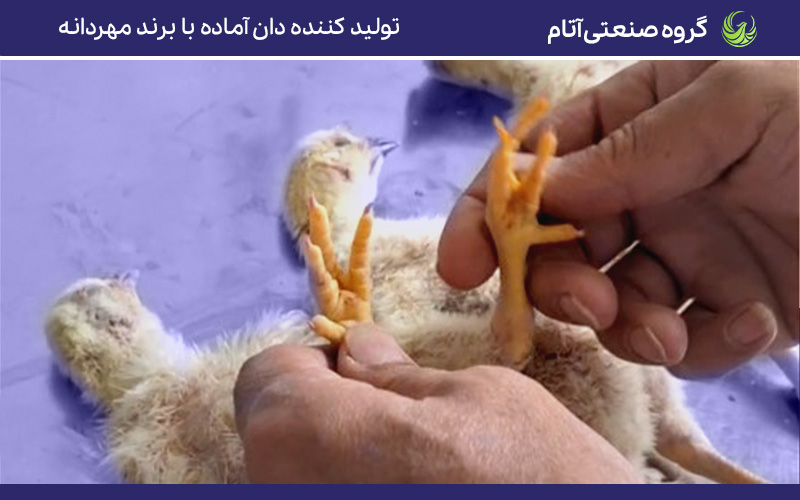 چهار نکته مهم در بررسی تلفات مرغداری